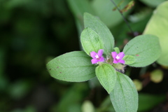 Osbeckia muralis